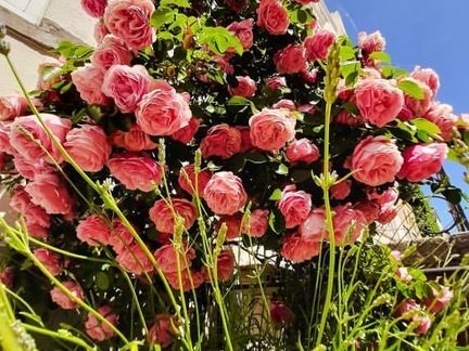 Bild: rote Blumen